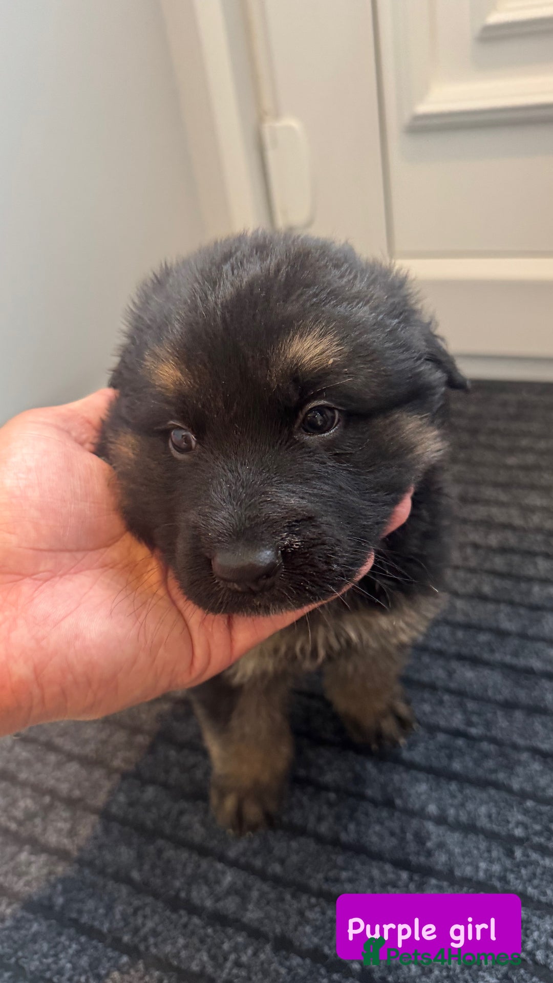 German Shepherd dogs for sale: Long haired German Shepherd puppies - Image 8