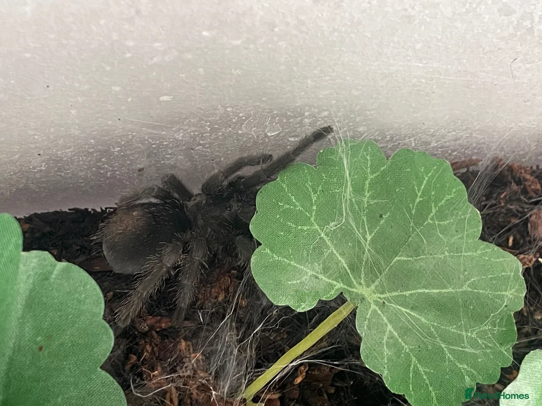 Tarantulas invertebrates for sale: Male G Pulchra and juvenile set up  in Southampton - Advert 3