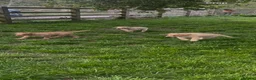 Labradoodle dogs for sale: READY TO GO, f1 labradoodle pups, health tested - Advert 13