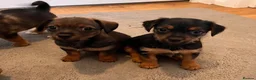 Mixed Breed dogs for sale: Dashund and Yorkshire terrier puppies - Advert 16