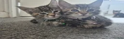 Maine Coon cats for sale: Beautiful Maine Coon X Ginger Kittens Sale - Advert 11