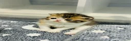 Exotic cats for sale:  ** 🔥OUTSTANDING EXOTIC SHORTHAIRS 🔥 - Advert 14