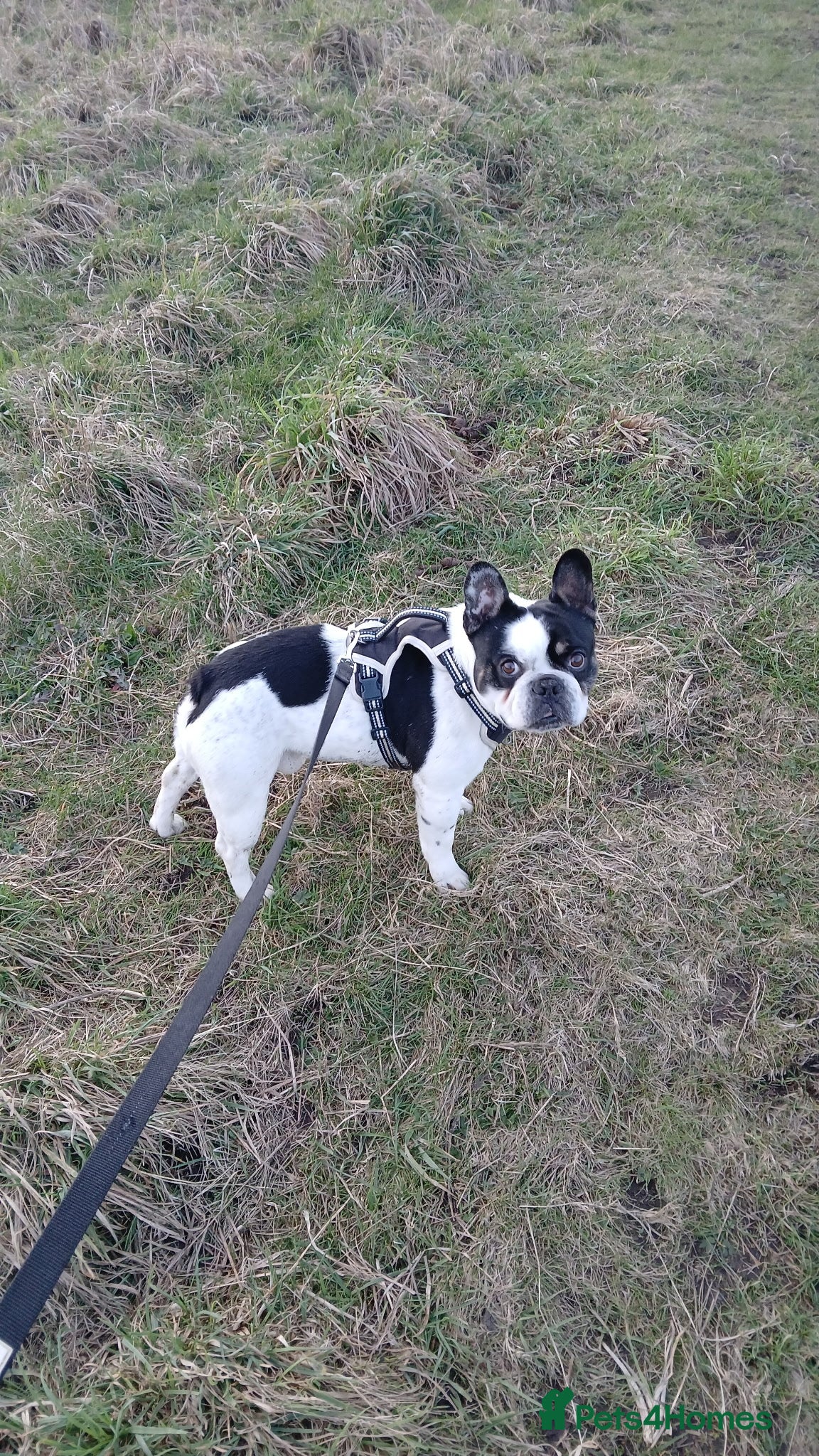 French Bulldog dogs Beautiful Male French Bulldog - Advert 2