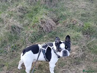 French Bulldog dogs Beautiful Male French Bulldog - Advert 2