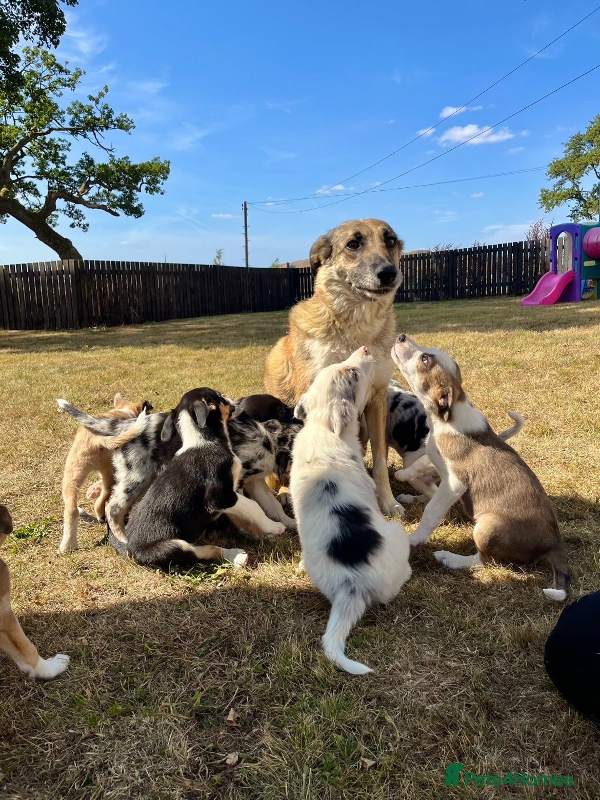 Border Collie dogs Gorgeous collie pups - ready to go 🏡 🩷 - Advert 2
