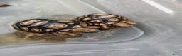 Tortoise reptiles for sale: Leopard tortoise hatchlings - Advert 6