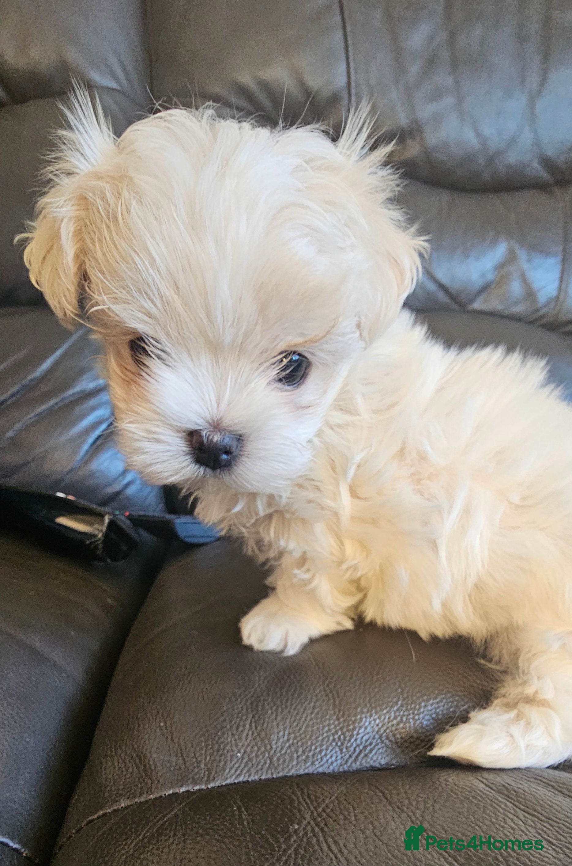 Maltese dogs Maltese last  girl  available  - Advert 2