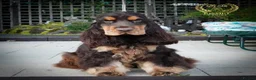 Cocker Spaniel dogs for stud: Stunning Italian Import Show Type Stud! in Derby - Advert 2