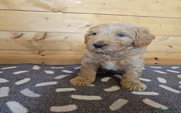 Australian Labradoodle dogs for sale: 💕 Stunning Australian Labradoodles! 💕 - Image 18