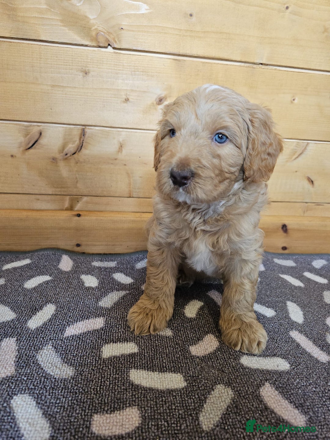 Australian Labradoodle dogs for sale: 💕 Stunning Australian Labradoodles! 💕 - Image 18