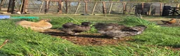 Chickens poultry for sale: 6 x Hatching Eggs available Mixed Bantams  - Advert 7