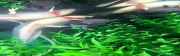 Axolotl reptiles for sale: 3 axolotls for sale with set up in Cardiff - Advert 2