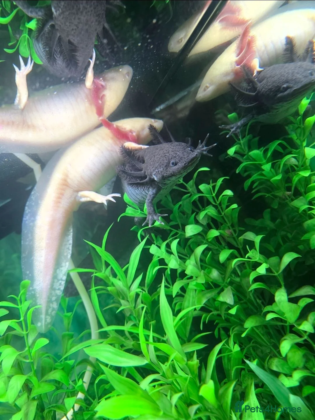 Axolotl reptiles for sale: 3 axolotls for sale with set up in Cardiff - Advert 2