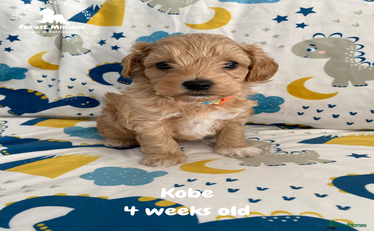 Maltipoo dogs Beautiful Maltipoo Puppies - Advert 9