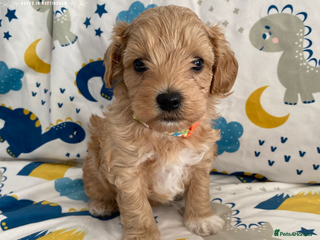 Maltipoo dogs Beautiful Maltipoo Puppies - Advert 18