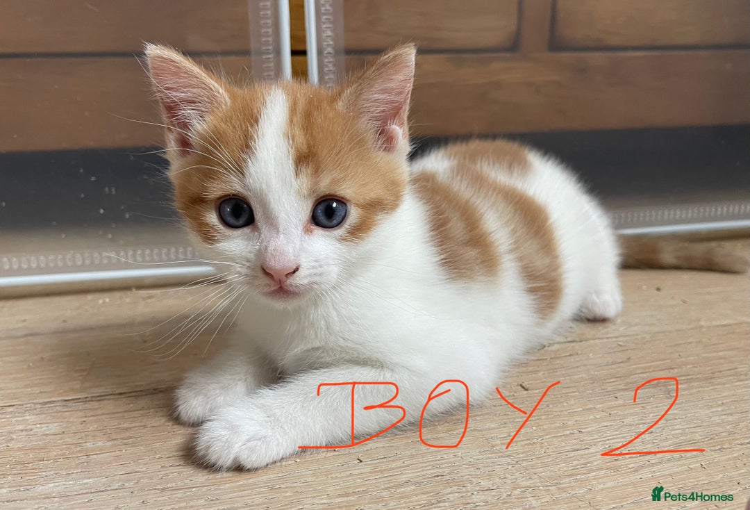 Mixed Breed cats for sale: Adorable Kittens in Croydon (from £130) - Advert 6