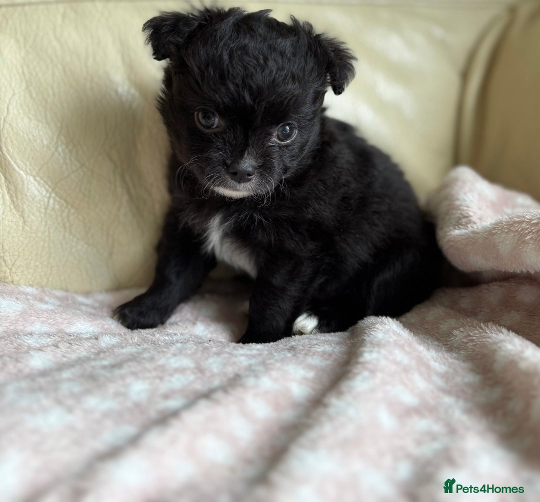 Chihuahua dogs for sale: 3 long haired Chihuahua puppies - Image 5