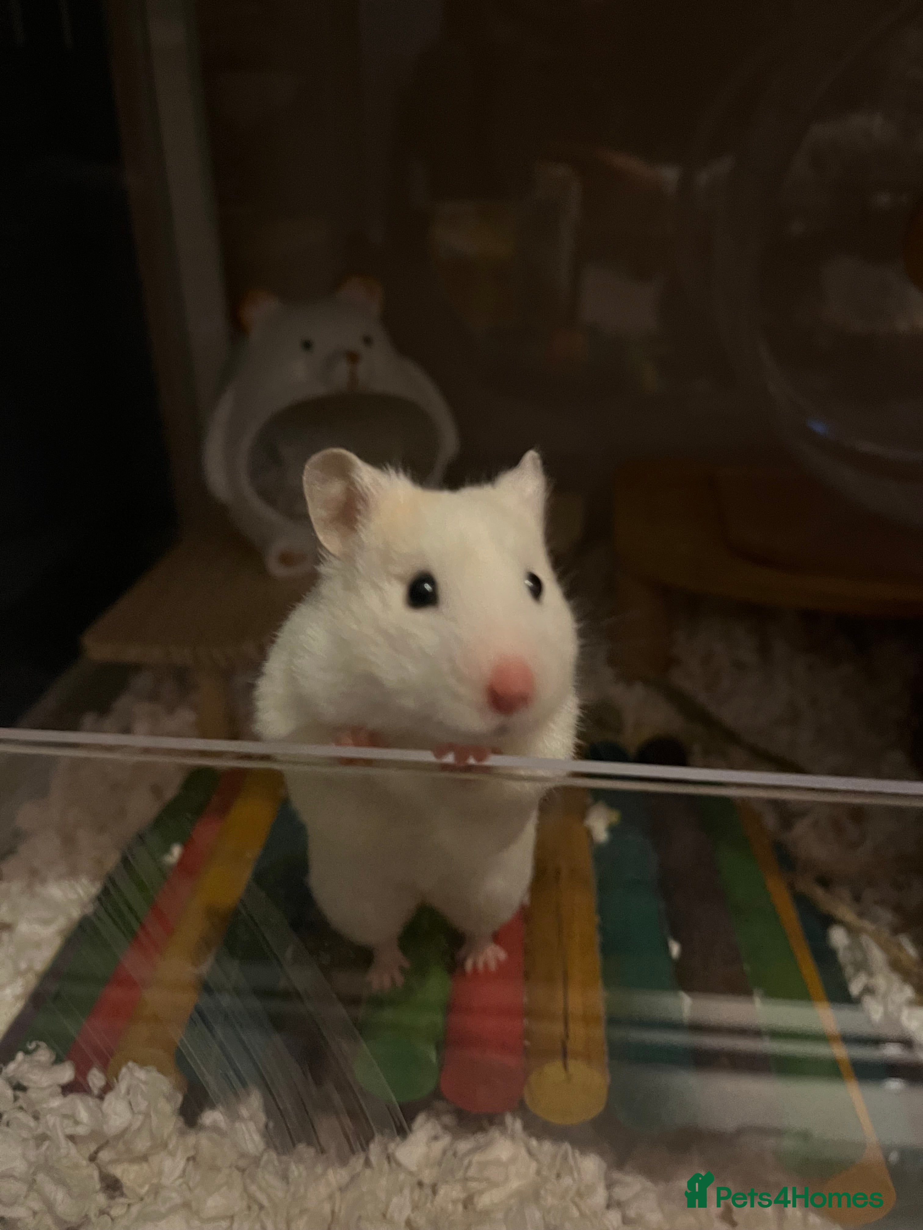 Hamster rodents Sweet white female hamster and full set up  - Advert 9