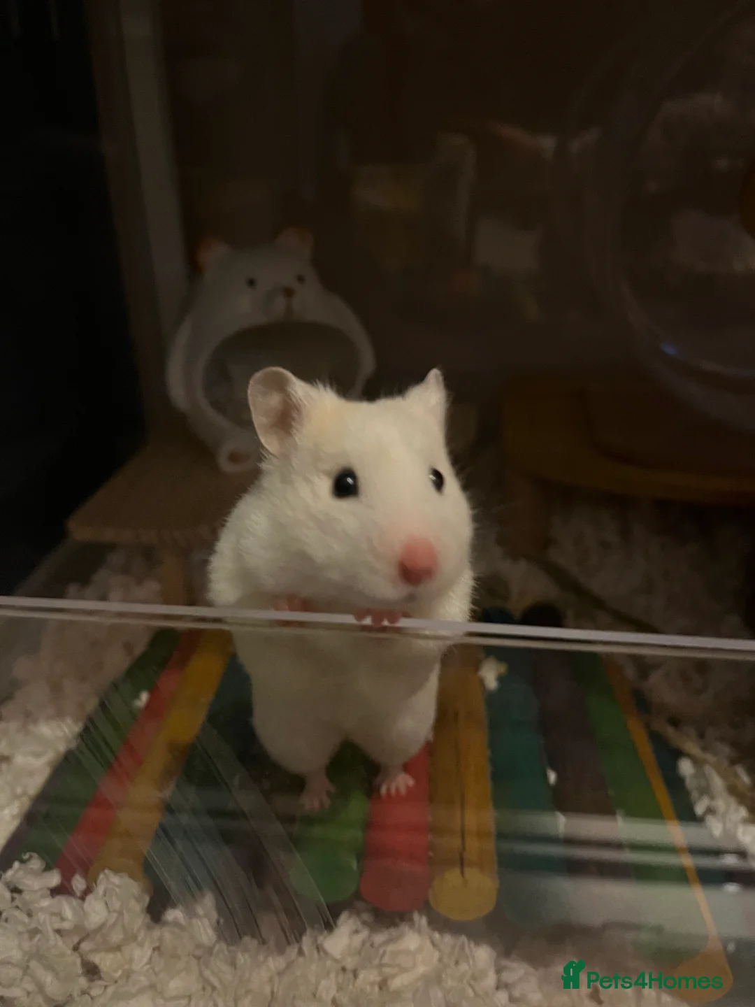 Hamster rodents for sale: White Syrian hamster and full set up  - Advert 1