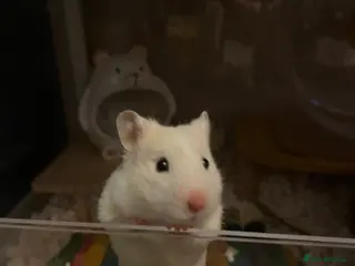 Hamster rodents Sweet white female hamster and full set up - Advert 9