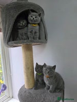 British Shorthair cats - Advert 8