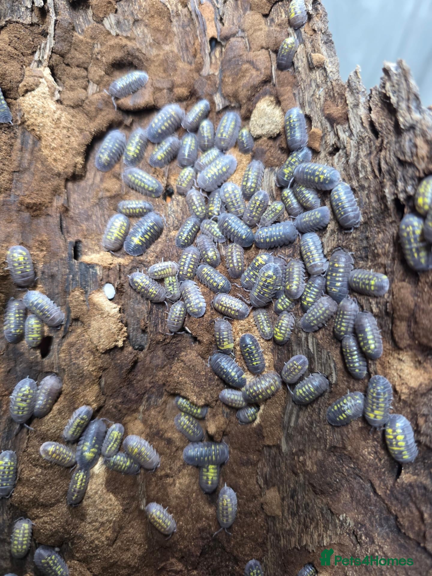 Isopods invertebrates for sale: 25 x Armadillidium granulatum - Advert 1