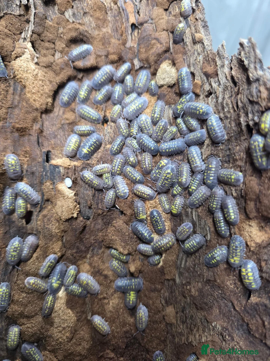 Isopods invertebrates for sale: 25 x Armadillidium granulatum - Advert 1
