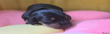 Miniature Dachshund 1