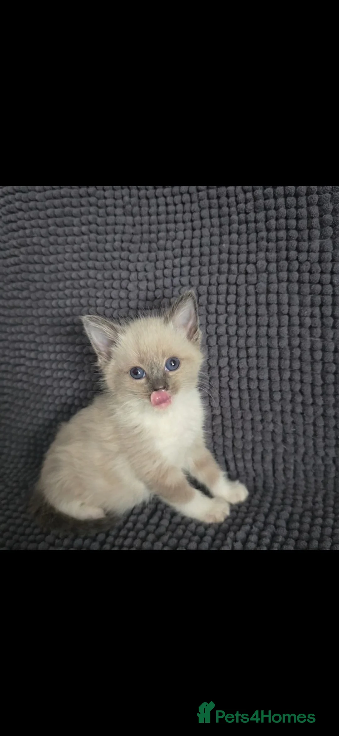 Mixed Breed cats for sale: Ragdoll x kittens - Advert 1