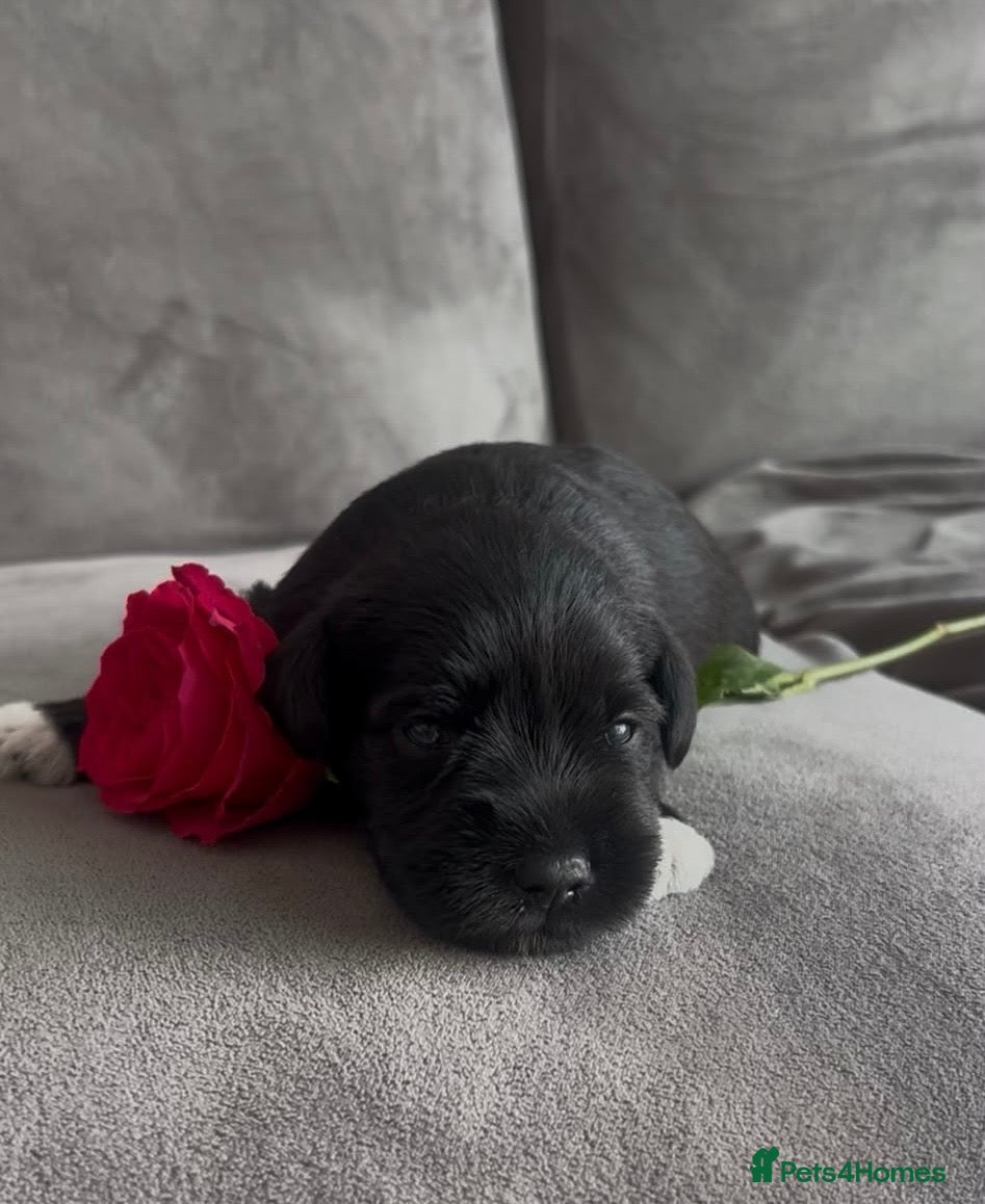Miniature Schnauzer dogs 💙💙KC MINI SCHNAUZER PUPS BOYS 💙💙 - Advert 6