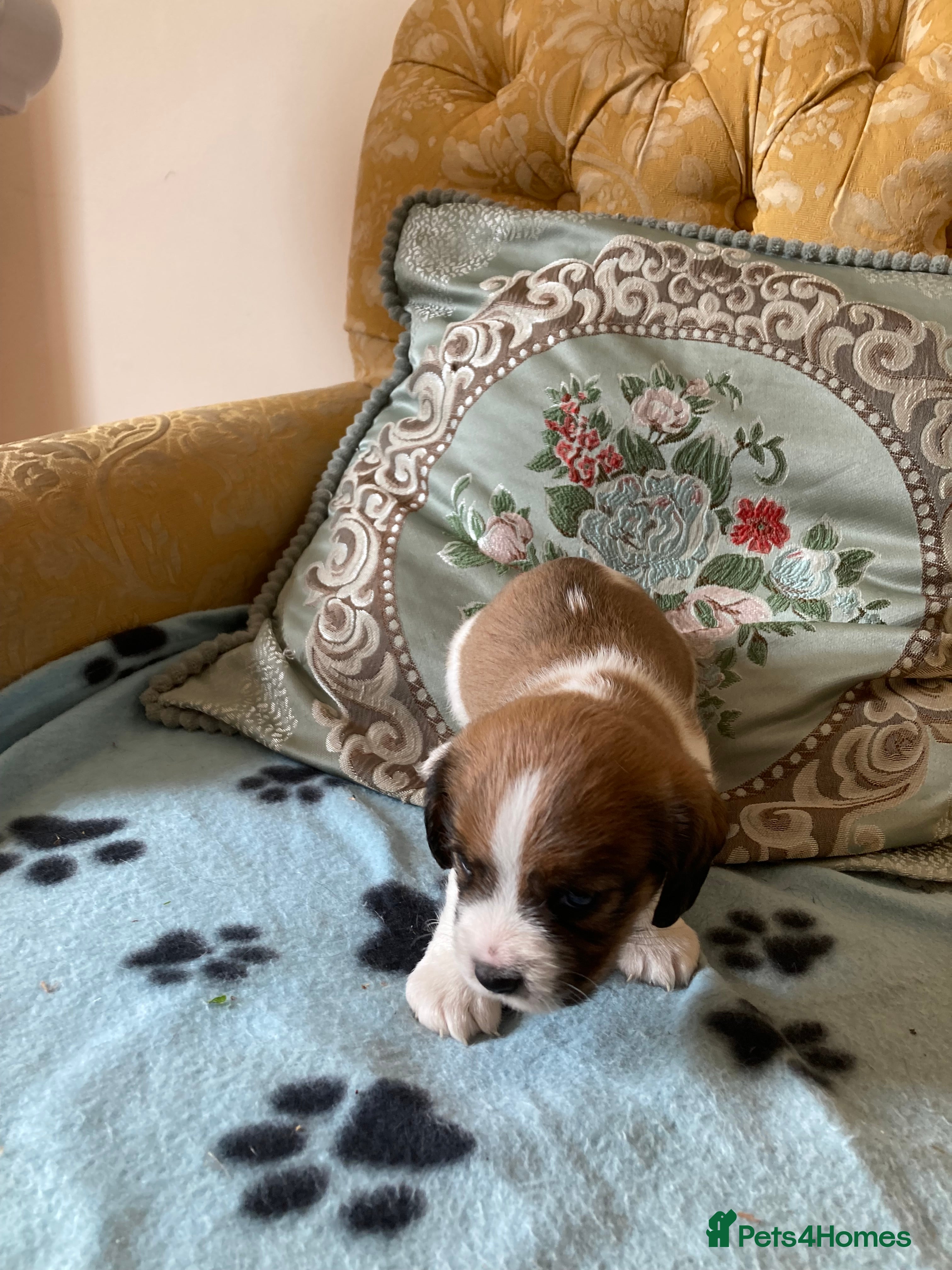 Mixed Breed dogs 3 lovely cava Jacks for sale  - Advert 2