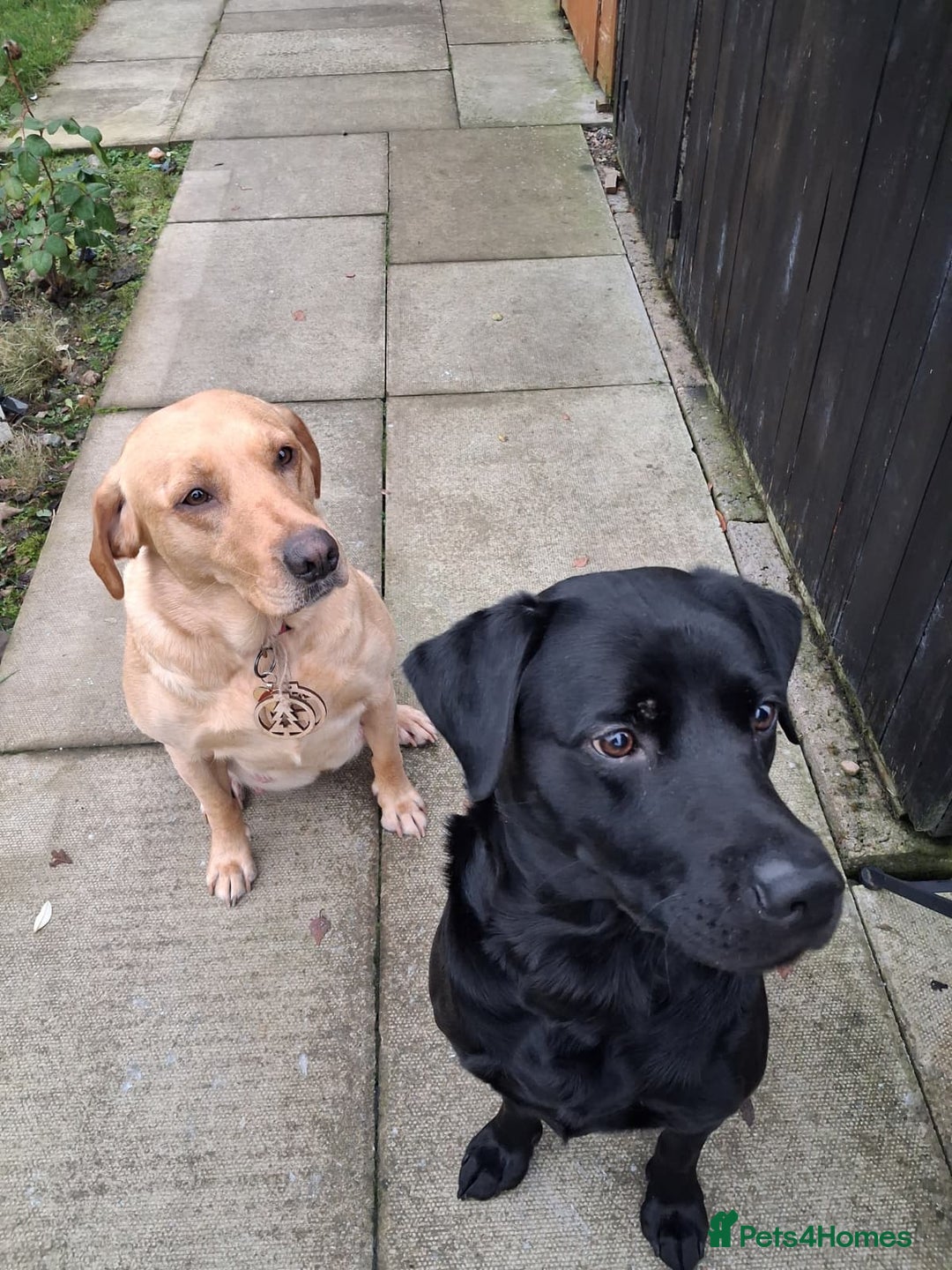 Labrador Retriever dogs for sale: Labrador Retriever Puppies (FIVE remaining) - Advert 2