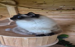 Ragdoll cats for sale: Ragdoll-female - Image 2