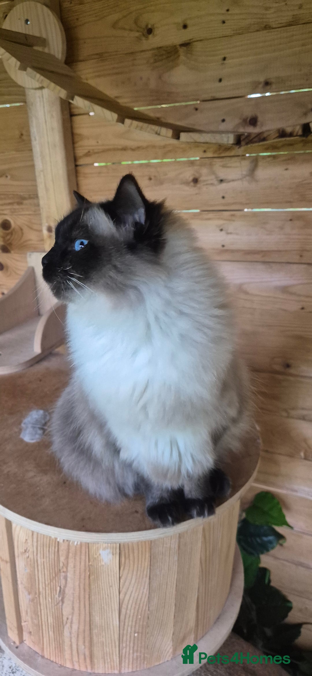 Ragdoll cats for sale: Ragdoll-female - Image 2