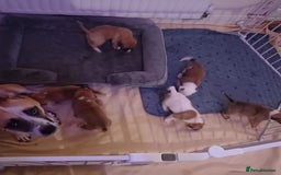 Mixed Breed dogs for sale: Mastiff x staffy puppies looking for new homes - Image 5