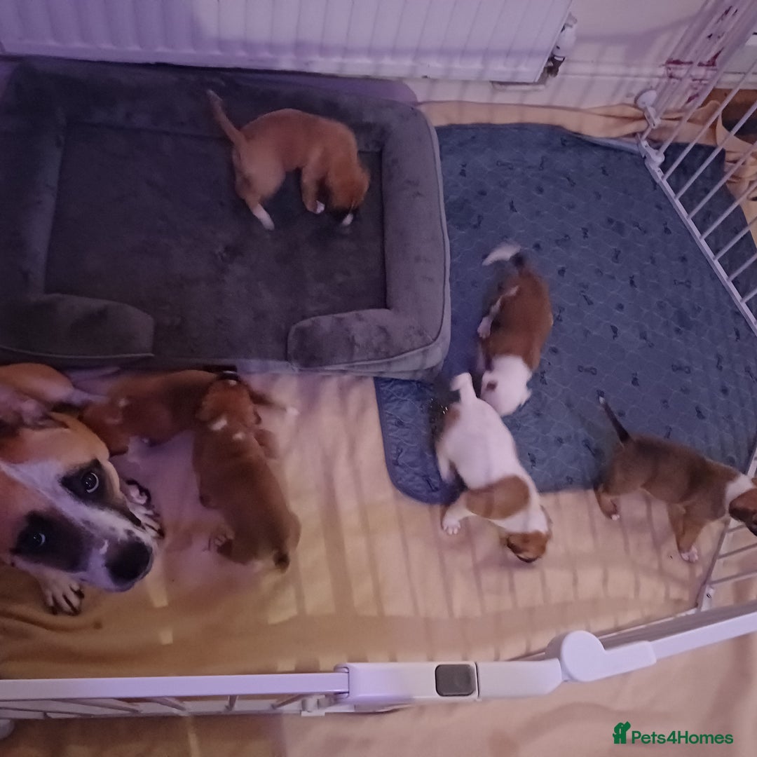 Mixed Breed dogs for sale: Mastiff x staffy puppies looking for new homes - Image 5