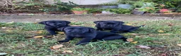 Labrador Retriever dogs for sale: Gorgeous Labrador puppies  in Tetbury - Advert 14