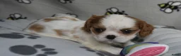 Cavalier King Charles Spaniel dogs for sale: Fully Health Tested KC Cavalier King Charles S in Rugby - Advert 11