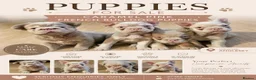 French Bulldog dogs for sale: Caramel pink miniature French bulldogs in Holyhead - Advert 1
