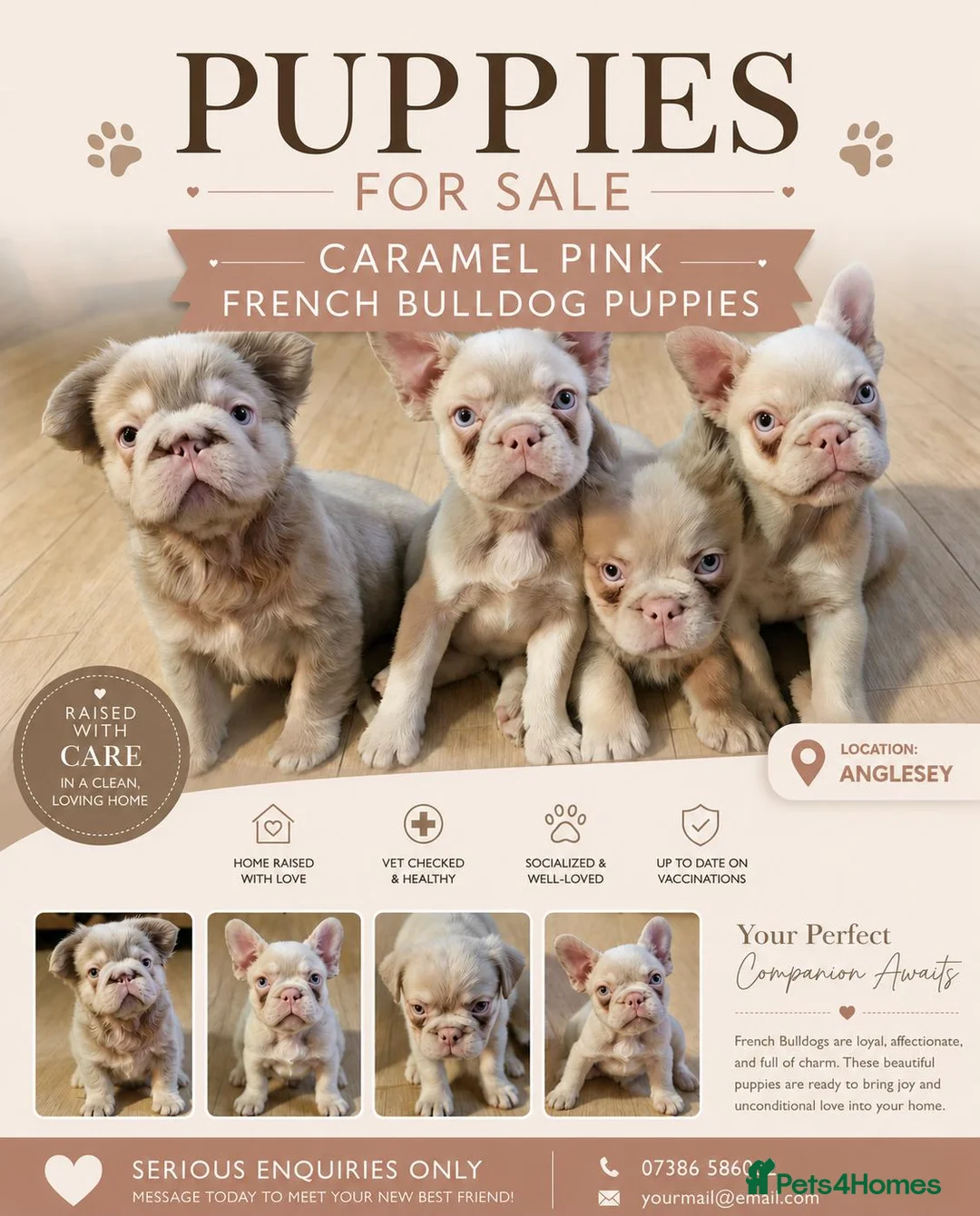 French Bulldog dogs for sale: Caramel pink miniature French bulldogs in Holyhead - Advert 1