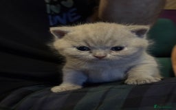 British Shorthair cats for sale: 3 beautiful British Shorthair Kittens  - Advert 10