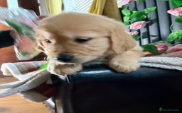 Golden Retriever dogs for sale: Handsome male golden retriever puppies for sale - Image 14