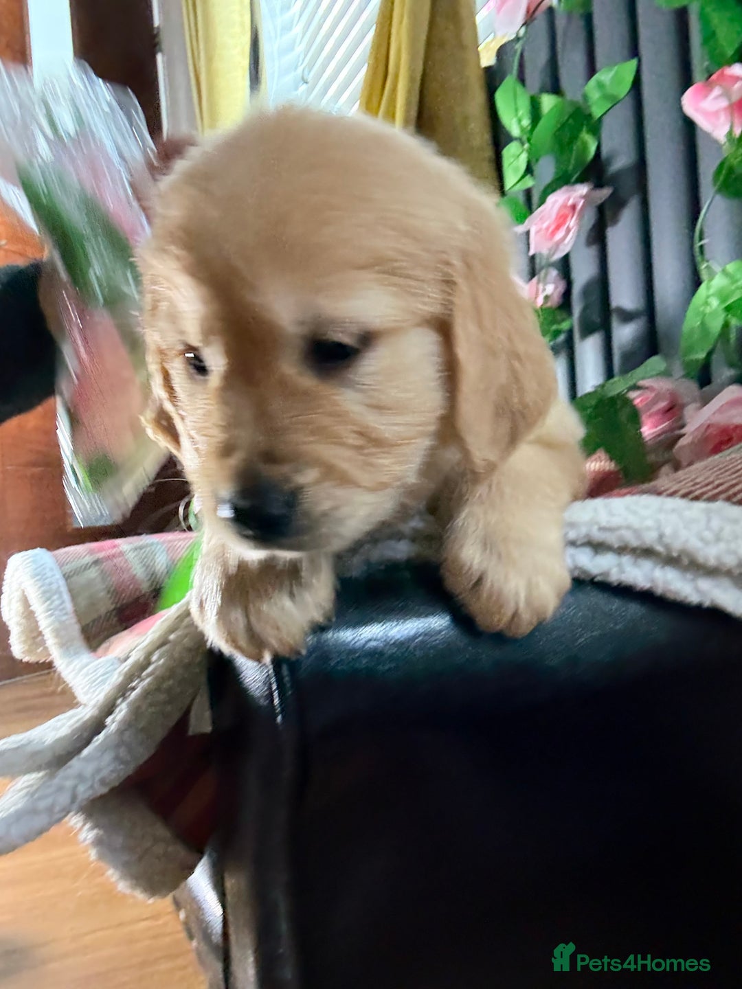 Golden Retriever dogs for sale: Handsome male golden retriever puppies for sale - Image 14