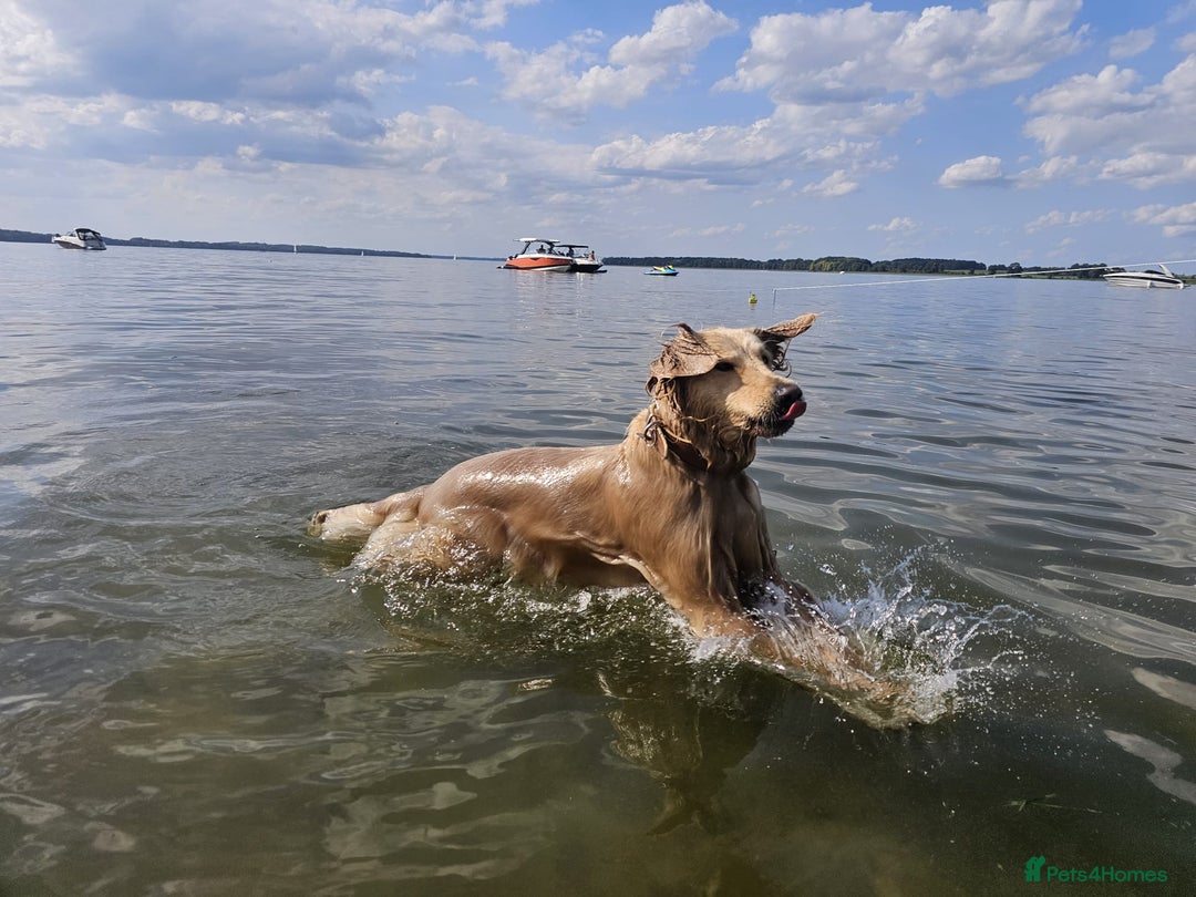 Golden Retriever dogs for sale: Golden Retriever Puppies for Sale - Advert 4