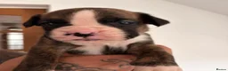 Boxer dogs for sale: 9 Beautiful Boxer Puppies - Advert 9