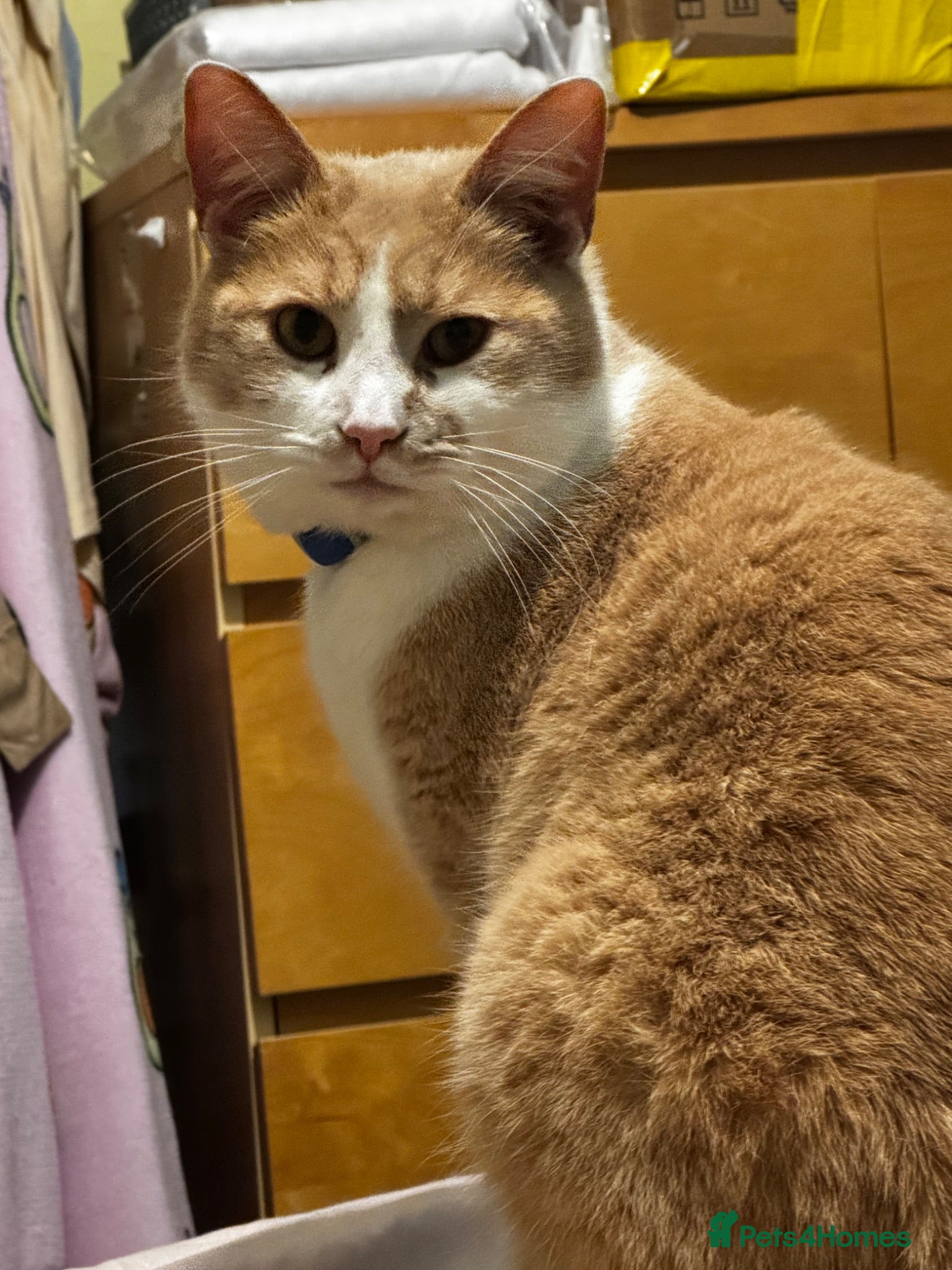 Mixed Breed cats 3yr old Ginger & White M in need of a loving home - Advert 1