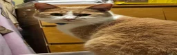 Mixed Breed cats for sale: 3yr old Ginger & White M in need of a loving home in Chatteris - Advert 1