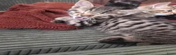 Mixed Breed cats for sale: Beautiful kittens for sale in Tenterden - Advert 9