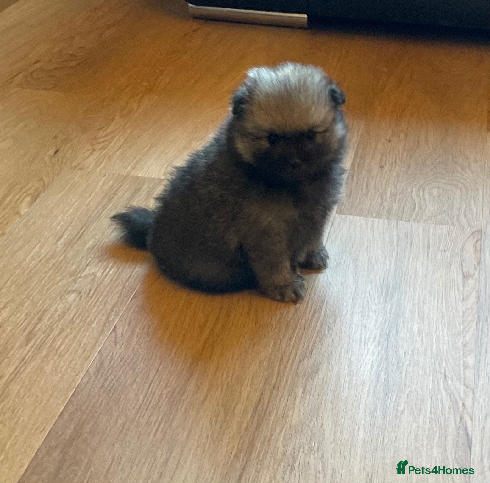 Pomeranian dogs Stunning KC Teddy Bear Boy  - Advert 8