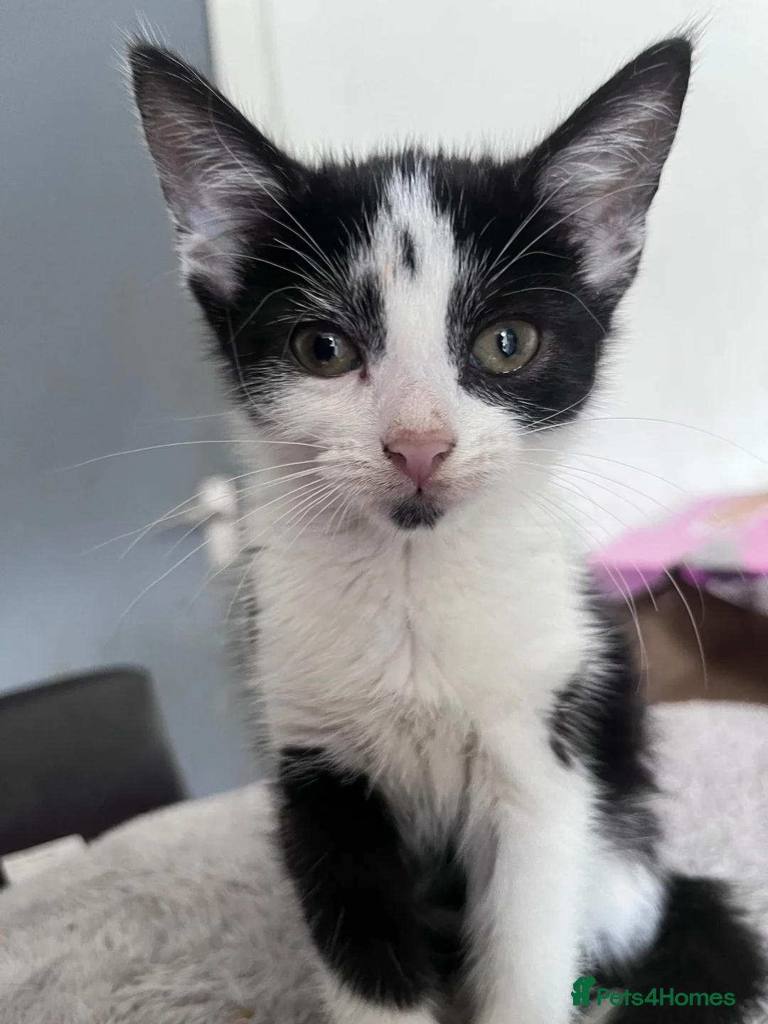 Mixed Breed cats for sale: 5 month old Mix breed Kittens  - Advert 2